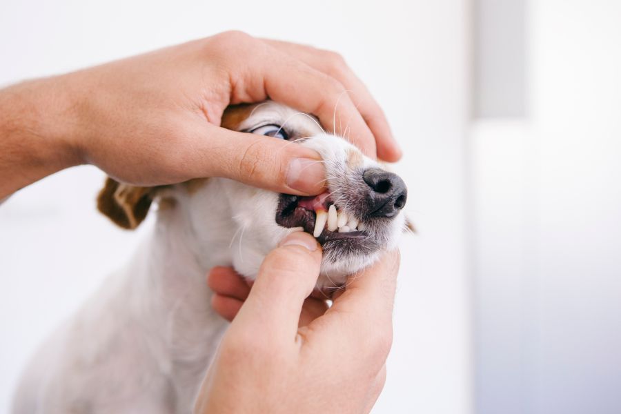 vet examining dog's teeth