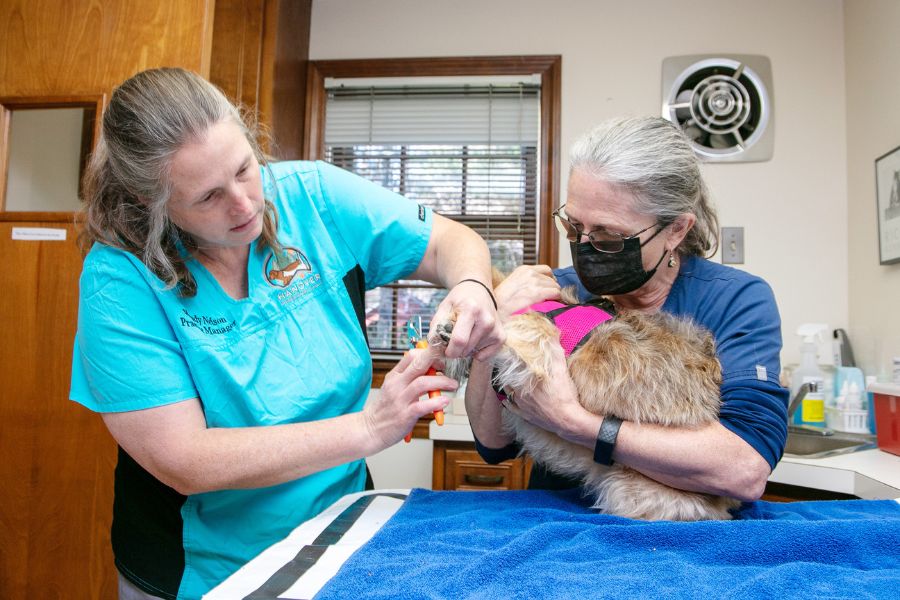 vet taking care of dog