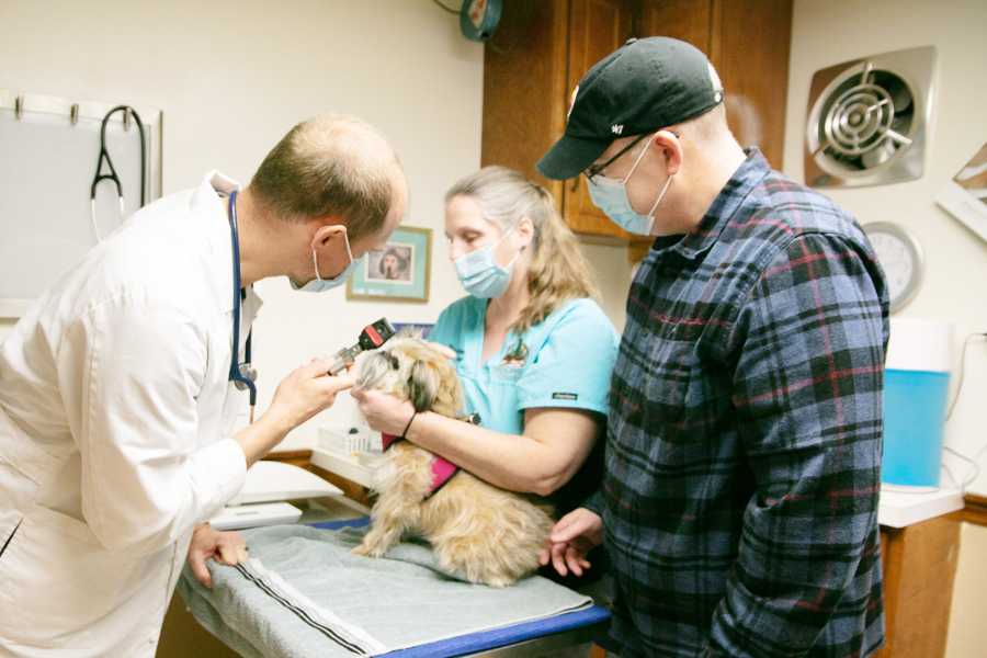 veterinarians taking care of dog
