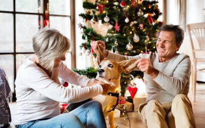 Wishing Senior Pets a Festive Season of Joy: Guidelines for Celebrating Happiness